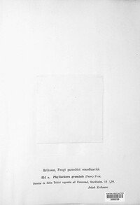 Phyllachora graminis image